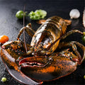 Live Boston Lobster