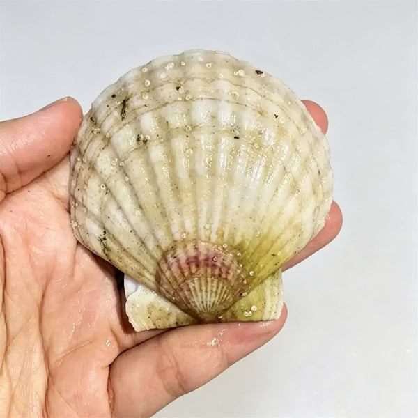 Frozen Whole Shell Scallops
